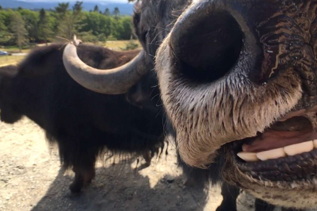 How to shave a yak